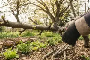 Gardening: Avoid This Pruning Shear Mistake on Your Fruit Trees in March to Save Your Future Harvests